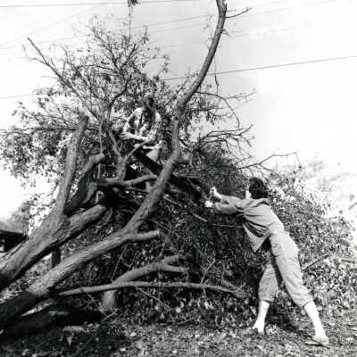 1962 Columbus Day Storm, Cleaning Up Tree Damage.