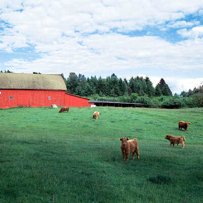 Red Barn and Cattle, South of Idleman Road. 1989