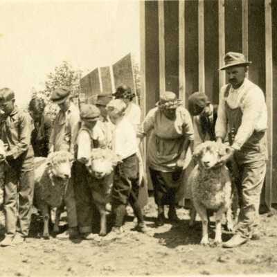 Showing Sheep.