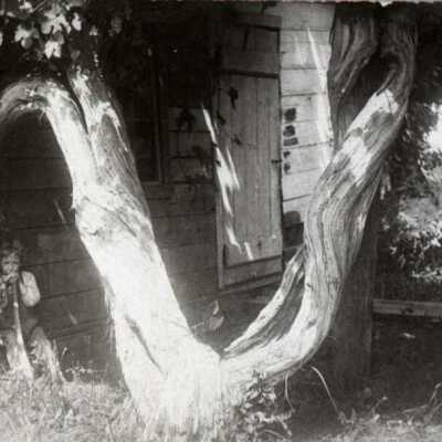 Blanchard Grapevine in Canemah