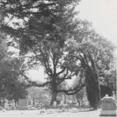 Oregon City Mountain View Cemetery Oak Tree - 1950