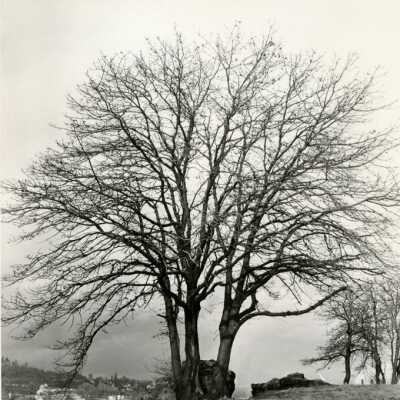 Oregon City Promenade, Paper Mill, 1950s: Origformat: Print-Photographic