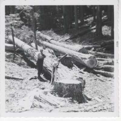 Logging