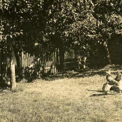 Chickens Scratching on Poultry Farm of A.D. Gribble.