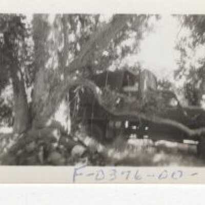 Tree with Army Truck in background Fort Lewis Washington - No Date