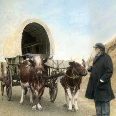 Ezra Meeker with Ox Team and Wagon.