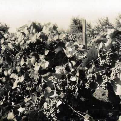 Grapes.: Origsize: 8" x 10"; Origformat: Print-Photographic