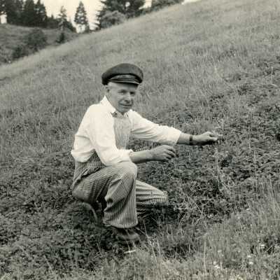 Willamette 1944 - John Karb, Dairy Farmer - Field of Subterranean Clover