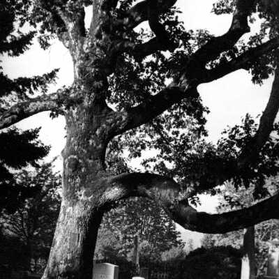 Oregon City - Pioneer Oak Plaque at Mountain View Cemetery