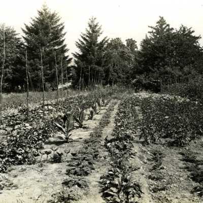 Victory Garden, early 1930s.: Copyright: Clackamas County Historical Society; Origformat: Print-Photographic
