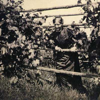 Mama and the Grape Vines.: Origformat: Print-Photographic