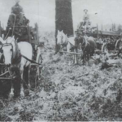 Hauling Cord Wood - Emerson Watts and Sid Sanditor - No Date - Photograph