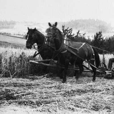 Mr. Strickrott and Horse Team. Happy Valley: Copyright: Clackamas County Historical Society; Origformat: Other