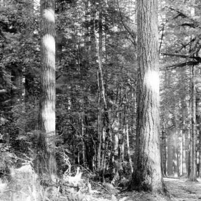 Mt. Hood views, burn areas.: Copyright: Clackamas County Historical Society; Origsize: 5x7; Origformat: Print-Photographic