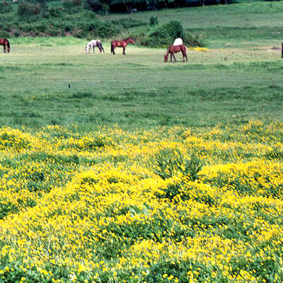 Horse Pasture South of King Road. 1987