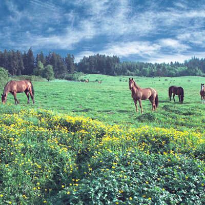 Horses in Happy Valley Pasture. 1989
