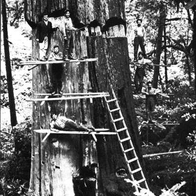 Men logging large tree on springboards.