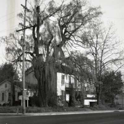 Lewelling House and Willow Tree in Gladstone.