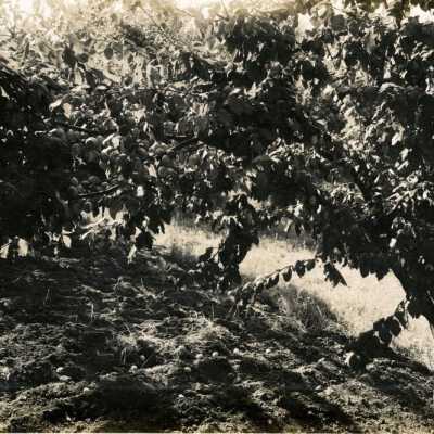 Prunes as they grow on the farm of C.W. Swallow.