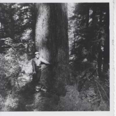 Logging