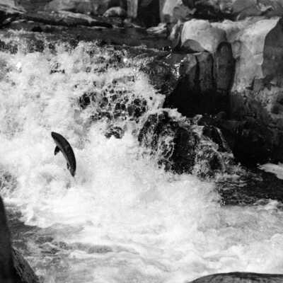 Willamette Falls 1914 - Salmon Jumping