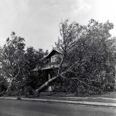 1962 Columbus Day Storm, Tree Blown Over.