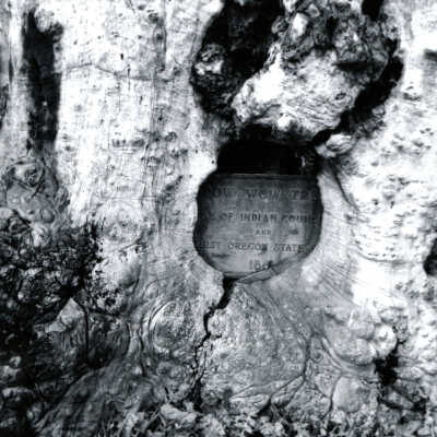 Pow Wow Tree (maple), Gladstone, Oregon, 1976