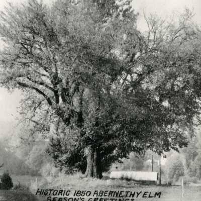 Historic Abernethy Elm, 1930s: Origformat: Print-Photographic