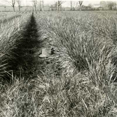 Alta Fescue Grass at Red Soils Experimental Area..