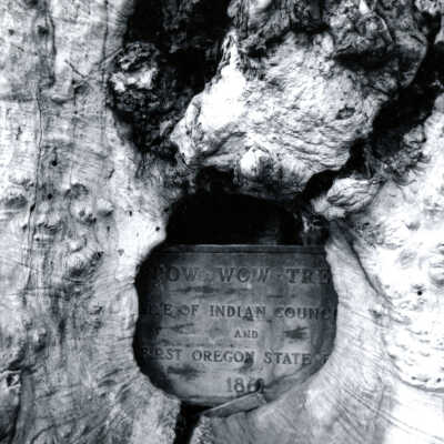 Pow Wow Tree (maple), Gladstone, Oregon, 1976: Copyright: Clackamas County Historical Society; Origsize: 3x3; Origformat: Print-Photographic
