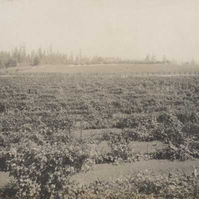 Logan Berry field near Oregon City