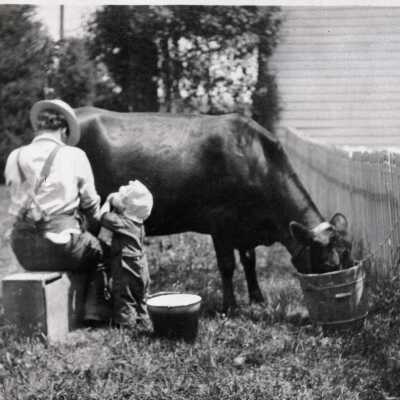 Charles Sievers Milking a Cow, 1916