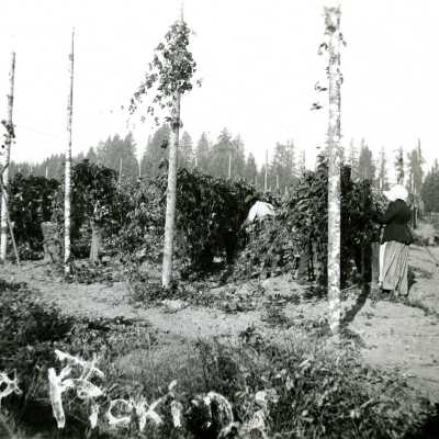 Hops Picking at Park Place