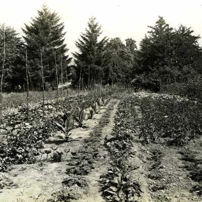 Victory Garden of the Depression Era.
