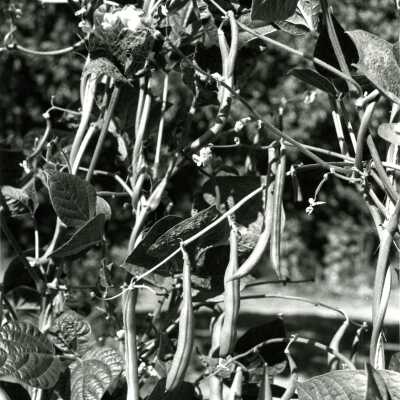 Nice Green Bean Crop.