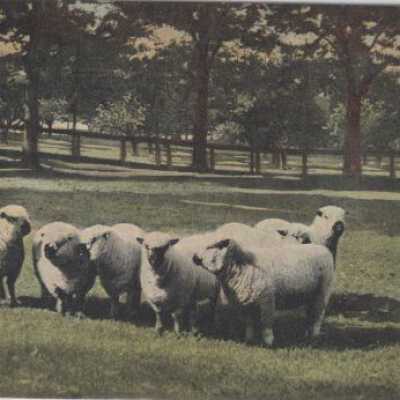 Animals - sheep belonging to: Mrs. Mamie Hoots - Oregon City,, Oregon - 1910 October 6