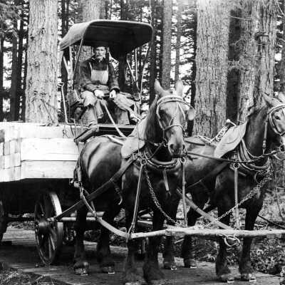 Frank Ervine (Irvin?) hauling lumber, Boring, Oregon, 1902.
