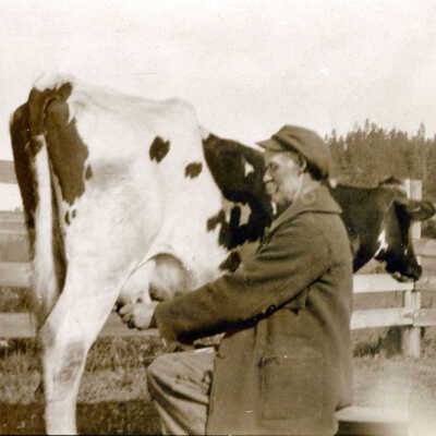 Man Milking Cow
