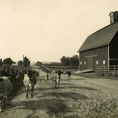 Jersey Cattle on Farm of A.D. Gribble.