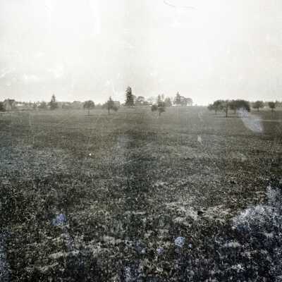 Field with Trees.