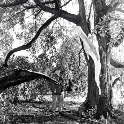 1962 Columbus Day Storm Tree Damage.