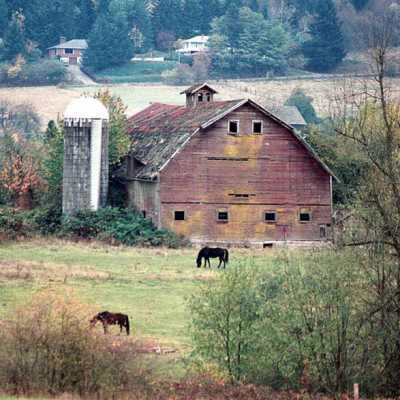 Old Dairy Barn, North of King Road, built 1910, burned 1995.: Copyright: Clackamas County Historical Society; Origformat: Other