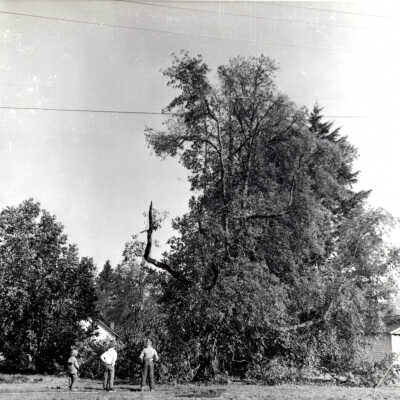 1962 Columbus Day Storm, Tree Damage.