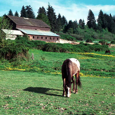 Happy Valley - Deardorff Barn and Horse 1989