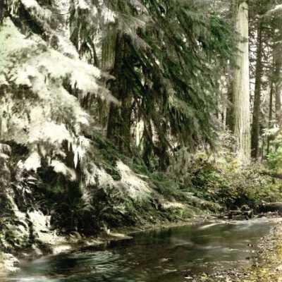 Still Creek, Rhododendron, Oregon: Copyright: Clackamas County Historical Society; Origsize: 5x8; Origformat: Print-Photographic