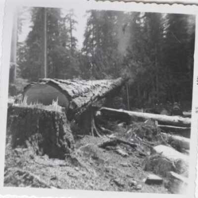 Logging