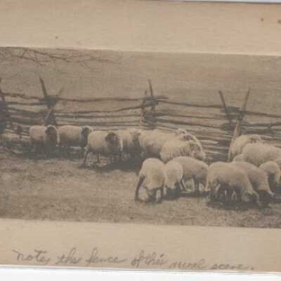 Animals - sheep