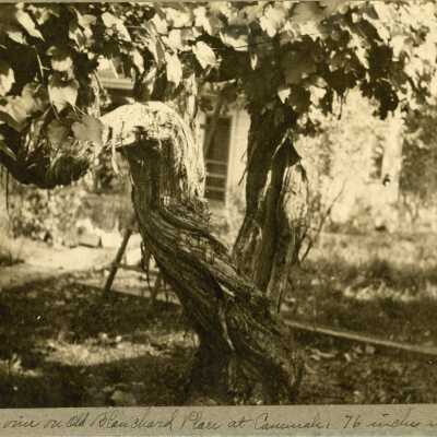 Grape vine Blanchard Place Canemah