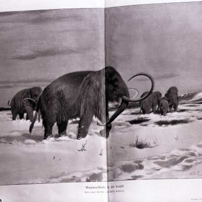 Photograph of Animals from Book for Mrs. Bush - December 1934 - Negative