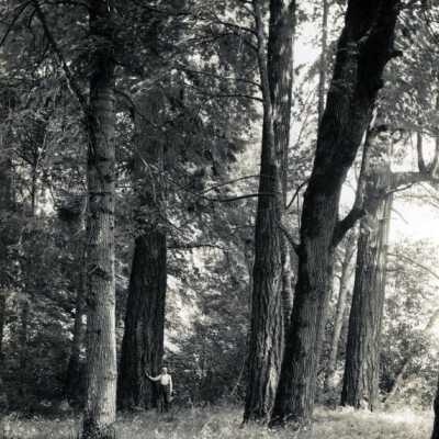 William Lillie and trees along the Clackamas River.: Origsize: 8" x 10"; Origformat: Print-Photographic
